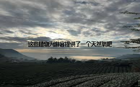 这些植物为游客提供了一个天然氧吧